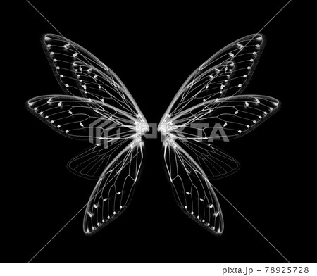 wings of Insect cicada on white bacground 78925728