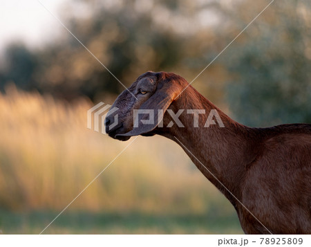 portrait of a goat on a farm with beautiful bokeh 78925809