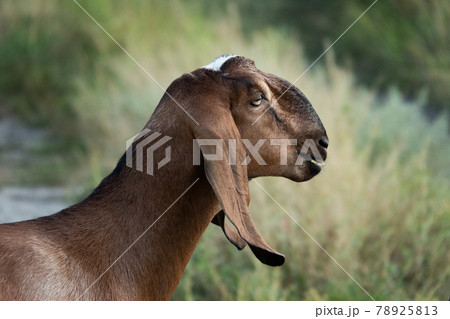 portrait of a goat on a farm with beautiful bokeh 78925813
