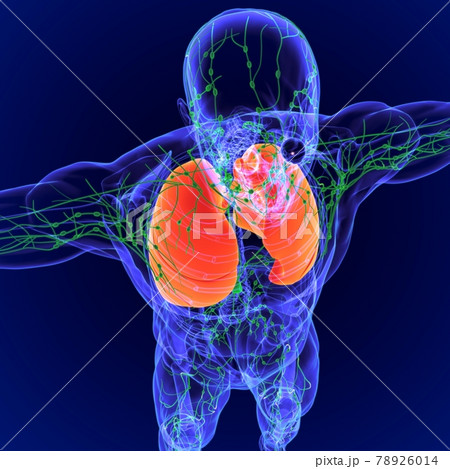 3D Illustration Human Lymph nodes Anatomy 78926014