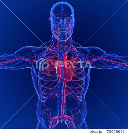 3D Illustration of Human Circulatory System Anatomy (Heart) 3D Illustration of Human Circulatory System Anatomy (Heart) 78926091