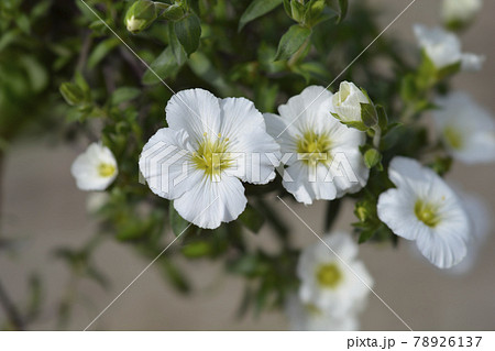 Mountain sandwort Mountain sandwort 78926137