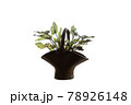 A caladium plant with green leaves in an earthenware pot  78926148