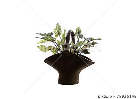A caladium plant with green leaves in an earthenware pot A caladium plant with green leaves in an earthenware pot 78926148