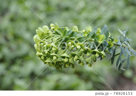 Wulfens spurge 78926153
