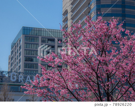 山下公園に咲く横浜緋桜 78926220