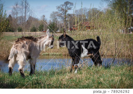Two young and little goats game of fight 78926292
