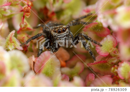 Jumping spider on the nice red and light green plant leaves Jumping spider on the nice red and light green plant leaves 78926309
