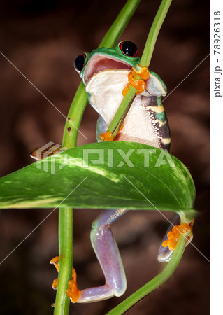 Red eyed tree frog climbs up Red eyed tree frog climbs up 78926318