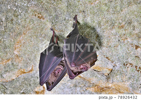 【牡鹿鍾乳洞に生息するコウモリ】 福岡県北九州市小倉南区平尾台 78926432