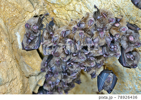 【牡鹿鍾乳洞に生息するコウモリ】 福岡県北九州市小倉南区平尾台 【牡鹿鍾乳洞に生息するコウモリ】 福岡県北九州市小倉南区平尾台 78926436