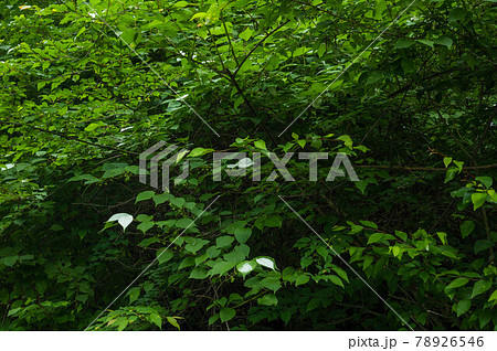 自生のマタタビの木 78926546