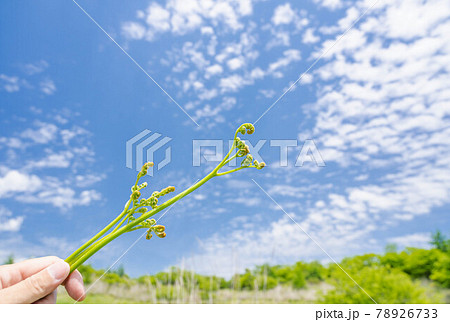 わらび採り わらび採り 78926733