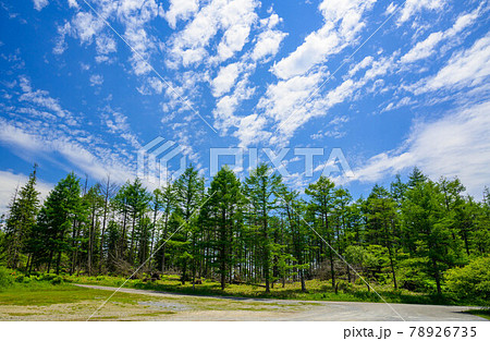 カラマツの林とさわやかな空 78926735