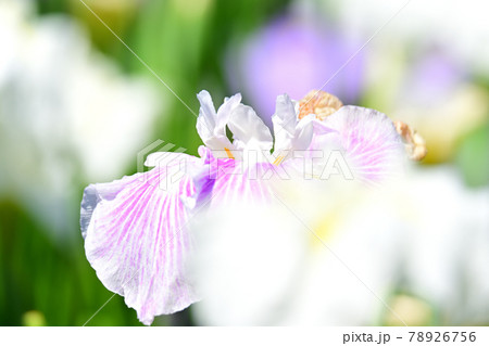 花菖蒲 78926756