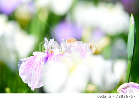 花菖蒲 花菖蒲 78926757