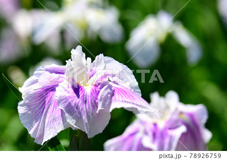 花菖蒲 78926759