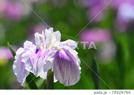 花菖蒲 花菖蒲 78926760