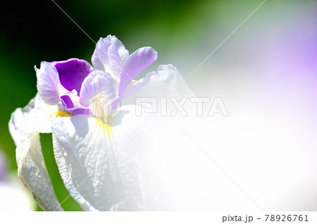 花菖蒲 78926761