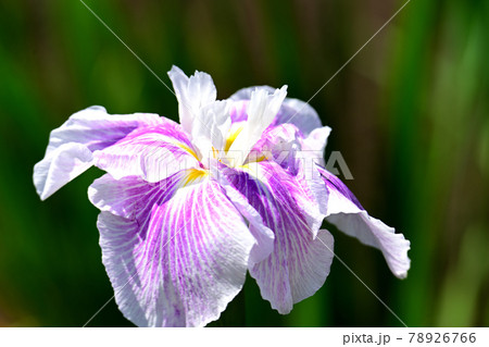 花菖蒲 78926766