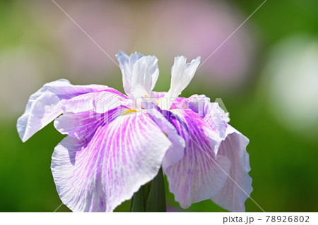 花菖蒲 花菖蒲 78926802