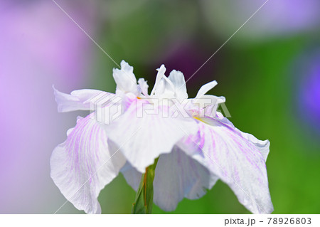 花菖蒲 78926803