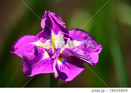 花菖蒲 78926804