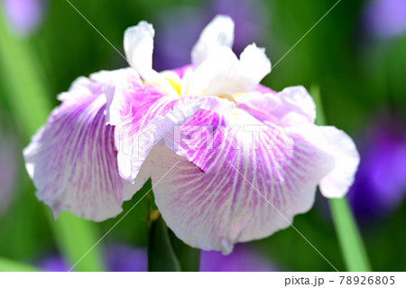 花菖蒲 78926805