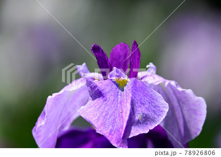 花菖蒲 78926806
