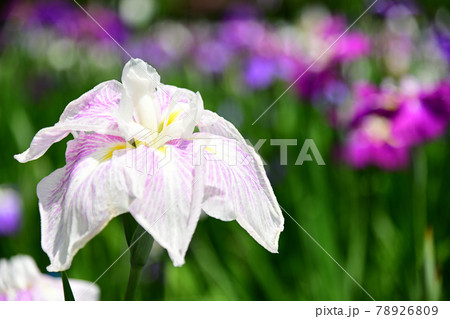 花菖蒲 78926809