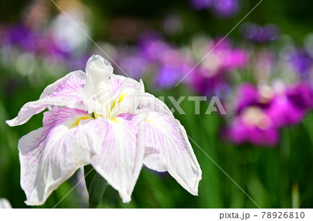 花菖蒲 花菖蒲 78926810