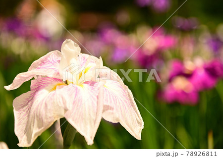 花菖蒲 78926811