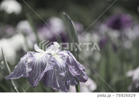 花菖蒲 78926829