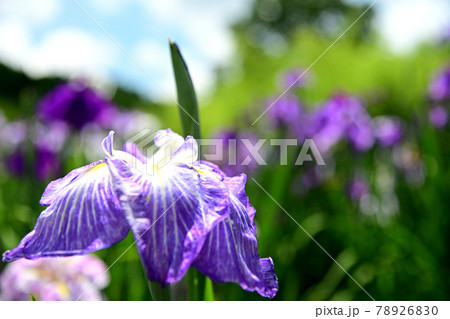 花菖蒲 花菖蒲 78926830