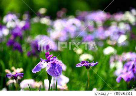 花菖蒲 78926831