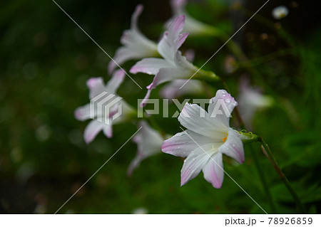 白百合 白百合 78926859
