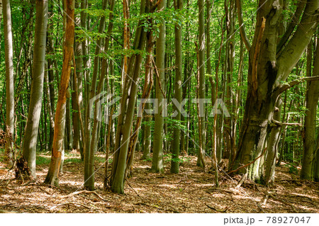 beech forest landscape in summer. beautiful nature outdoor on a sunny day. tall trees in green foliage beech forest landscape in summer. beautiful nature outdoor on a sunny day. tall trees in green foliage 78927047