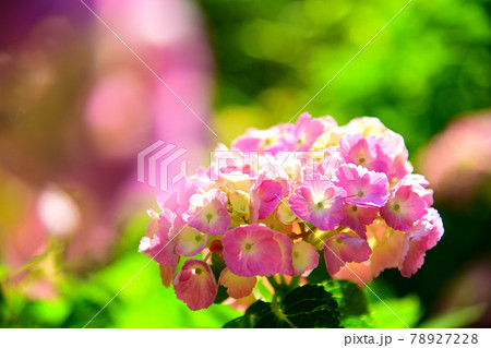 紫陽花 78927228