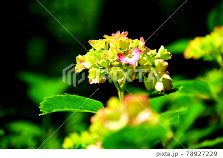 紫陽花 紫陽花 78927229