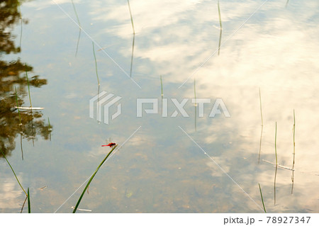 赤蜻蛉 78927347