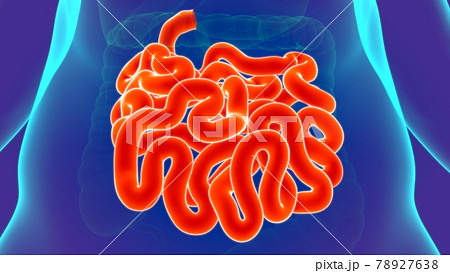 3D Illustration Human Digestive System Anatomy (Small Intestine) 3D Illustration Human Digestive System Anatomy (Small Intestine) 78927638