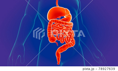 3D Illustration Human Digestive System Anatomy 78927639