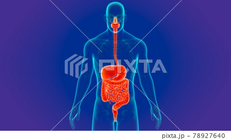 3D Illustration Human Digestive System Anatomy 78927640