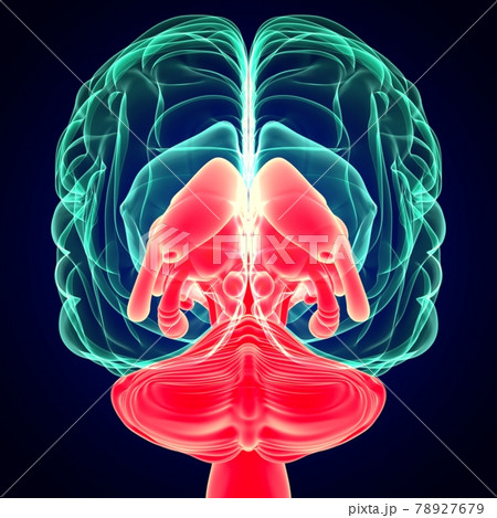 3D Illustration Human Brain Inner Parts Anatomy For Medical Concept 3D Illustration Human Brain Inner Parts Anatomy For Medical Concept 78927679