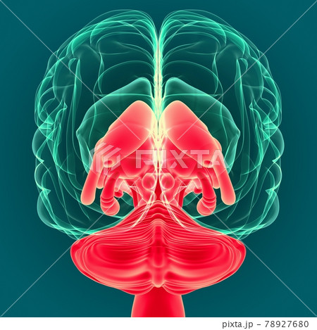 3D Illustration Human Brain Inner Parts Anatomy For Medical Concept 3D Illustration Human Brain Inner Parts Anatomy For Medical Concept 78927680