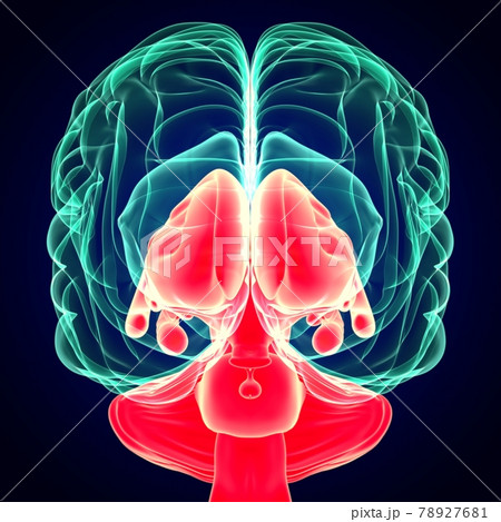 3D Illustration Human Brain Inner Parts Anatomy For Medical Concept 3D Illustration Human Brain Inner Parts Anatomy For Medical Concept 78927681