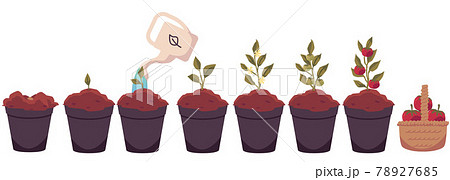 Tomato plant growth cycle from seeds to crop, flat vector illustration isolated. 78927685