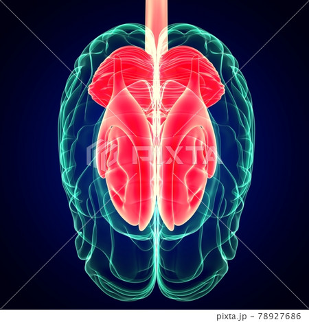 3D Illustration Human Brain Inner Parts Anatomy For Medical Concept 3D Illustration Human Brain Inner Parts Anatomy For Medical Concept 78927686