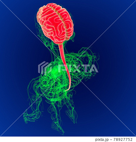 3D Illustration Human Brain with Circulatory System Anatomy. (3D Brain) 3D Illustration Human Brain with Circulatory System Anatomy. (3D Brain) 78927752
