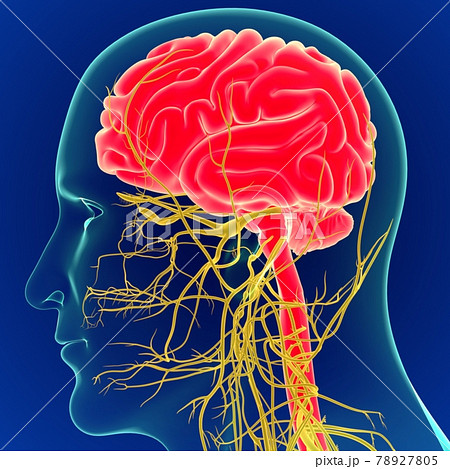 3D Illustration Human Brain with Nerves System Anatomy 3D 78927805